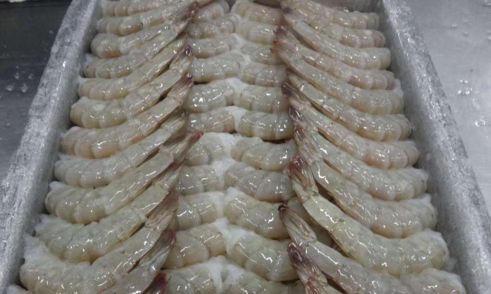 White shrimp HLSO - Image 3